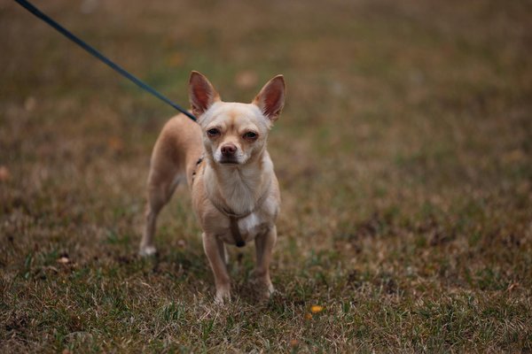 Erfolgreiche Strategien zur Verbesserung der Energieeffizienz in historischen Wohngebäuden: Tipps und Techniken