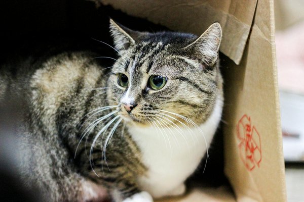 Strategien zur Steigerung der Anziehungskraft von Elektrofahrzeugen in ländlichen Regionen